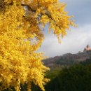 FVCW (01)-Schönweitz-Berthold